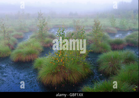 Renaturated swamp, Germany Stock Photo