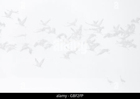 Common Cranes, in snowstorm, Lower Saxony, Germany / (Grus grus) Stock Photo