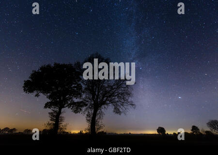 Trees in front of starry sky, milky way, Lower Saxony, Germany Stock Photo