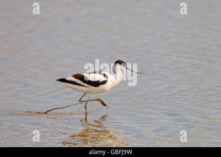 Avocet Recurvirostra avocetta feeding at Cley Nature reserve Norfolk Stock Photo