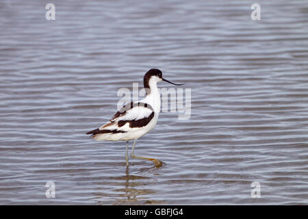 Avocet Recurvirostra avocetta feeding at Cley Nature reserve Norfolk Stock Photo