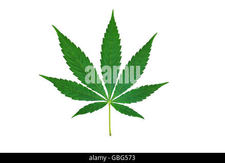 Single cannabis leaf isolated on white background Stock Photo
