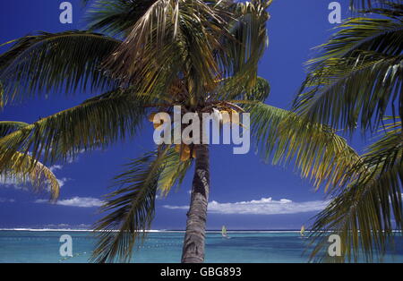 palmtrees on a beach on the island of Mauritius in the indian ocean ...