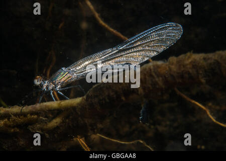 Underwater image of a Dragonfly laying eggs in a creek in the Atlantic Rain forest close to the city of Rio de Janeiro, Brazil. Stock Photo