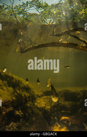School of fish in a Savannah river in Chapada dos Veadeiros National ...
