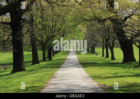 Path through trees Stock Photo