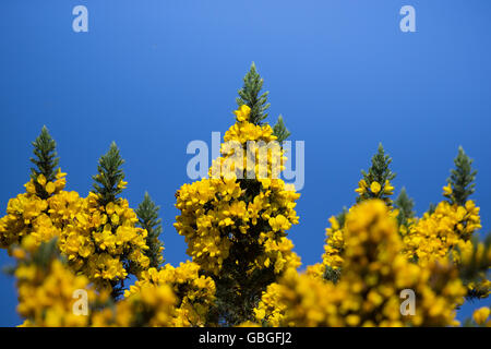 Gorse on blue sky Stock Photo