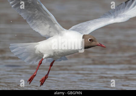 Adult Black-headed Gull (Chroicocephalus ridibundus) in breeding plumage taking flight, Northumberland, England Stock Photo