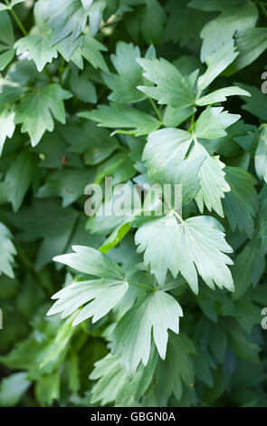 Lovage plant (Levisticum officinale) Stock Photo