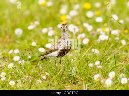 Dunlin on the Machair at Paible North Uist Stock Photo