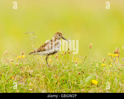 Dunlin on the Machair at Paible North Uist Stock Photo