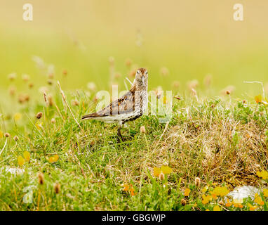 Dunlin on the Machair at Paible North Uist Stock Photo