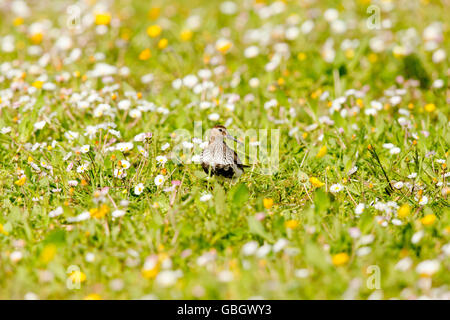 Dunlin on the Machair at Paible North Uist Stock Photo