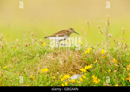 Dunlin on the Machair at Paible North Uist Stock Photo