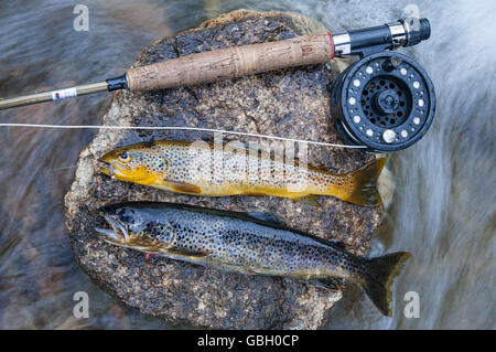 Brown trouts, Norway / (Salmo trutta fario) Stock Photo