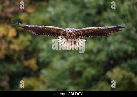 White-tailed sea eagle, Poland / (Haliaeetus albicilla) Stock Photo
