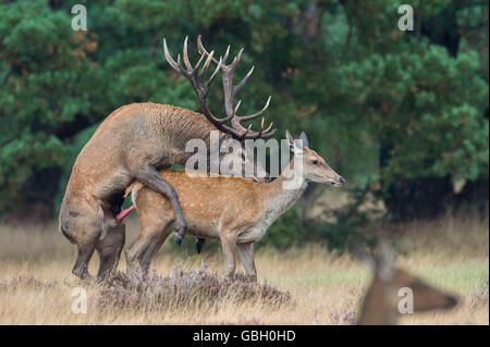Red Deer, national park Hooge Veluwe, Gelderland, Netherlands / (Cervus elaphus) Stock Photo