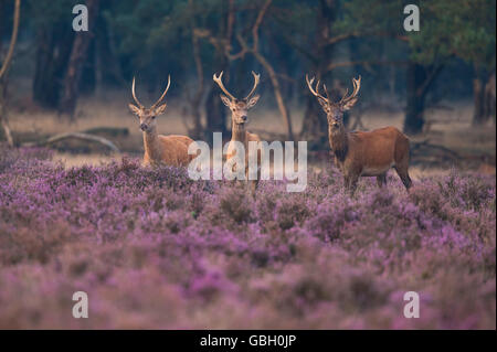 Red Deer, national park Hooge Veluwe, Gelderland, Netherlands / (Cervus elaphus) Stock Photo