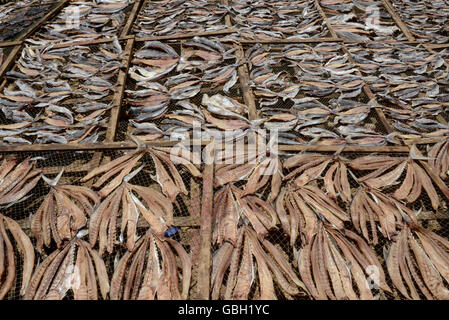 a fish production make dry fish products in the city of Myeik in the south in Myanmar in Southeastasia. Stock Photo