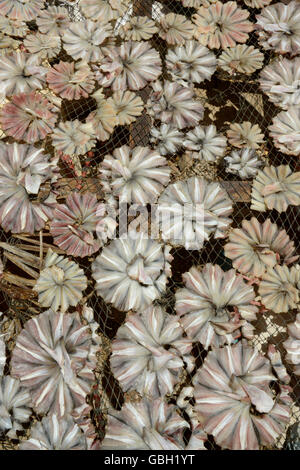 a fish production make dry fish products in the city of Myeik in the south in Myanmar in Southeastasia. Stock Photo