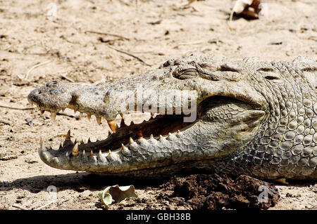 Sacred crocodiles of Sabou in Burkina Faso Stock Photo