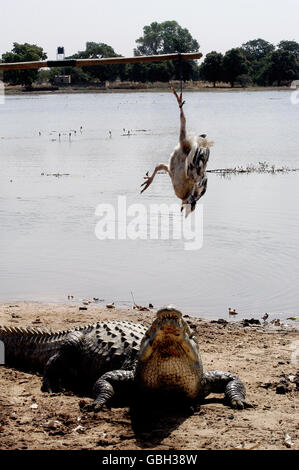 Sacred crocodiles of Sabou in Burkina Faso Stock Photo