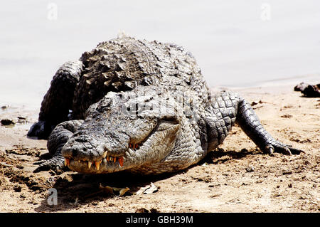 Sacred crocodiles of Sabou in Burkina Faso Stock Photo