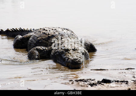 Sacred crocodiles of Sabou in Burkina Faso Stock Photo