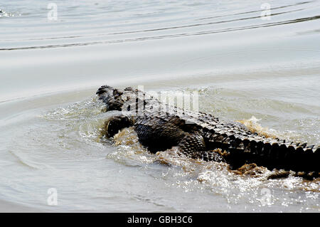 Sacred crocodiles of Sabou in Burkina Faso Stock Photo