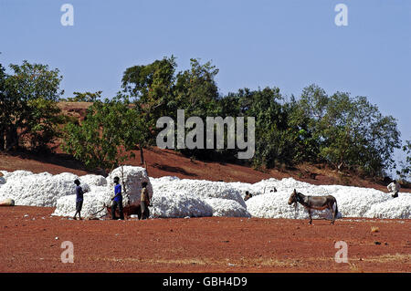 the cotton harvest by children in Burkina Faso Stock Photo