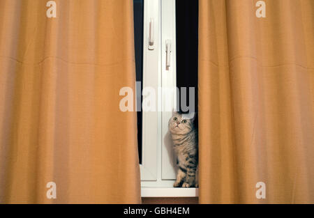 cat on windowsill Stock Photo