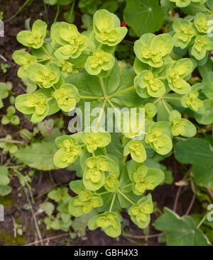 Euphorbia helioscopia - a spurge plant, also known as Sun Spurge, Umbrella Milkweed, Wart Spurge and Madwoman's Milk Stock Photo