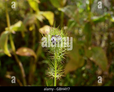 Blue nigella - love in a mist - flower bud contained inside frondy foliage Stock Photo