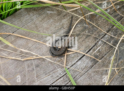 Eurasian common lizard, scientific name lacerta vivipara or zootoca vivipara, hides among long grass on a wooden boardwalk. Stock Photo