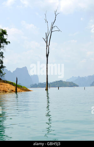 dead tree sticking out of the water from Lake National Parc Khao lak Stock Photo