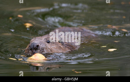Reintroduction of European beavers Stock Photo