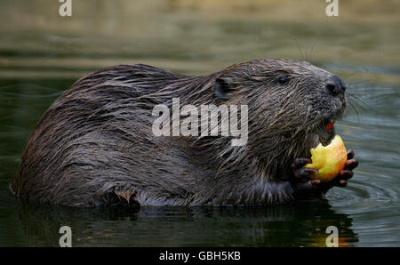 Reintroduction of European beavers Stock Photo