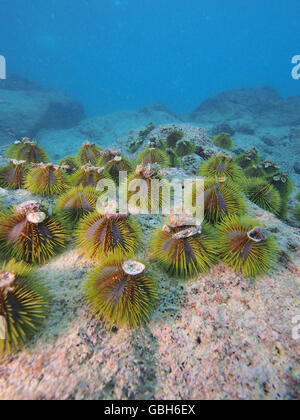 Green sea urchin aggregation in the  Galapagos Stock Photo