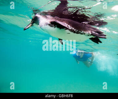 Swimming with a penguin off Pinnacle Rock, Bartolomé Island in the Galápagos Islands. Stock Photo