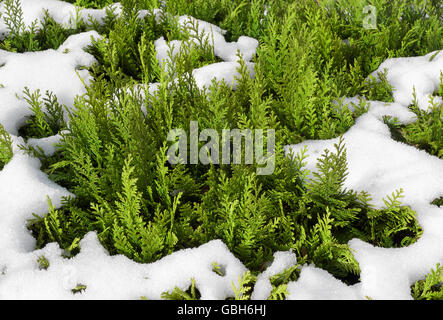 Snowy thuja hedge Stock Photo
