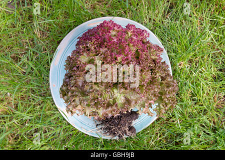 red curly lettuce on plate in green grass field garden Stock Photo