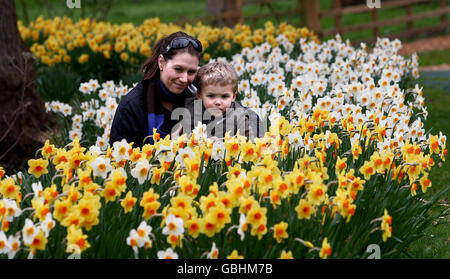 Valerie Squires and her 3-year-old son Charles from Stratford-on-Avon enjoy some of the 50 varieties of daffodils grown in the Throckmorton gardens at Coughton Court, near Alcester, Warwickshire today. Stock Photo