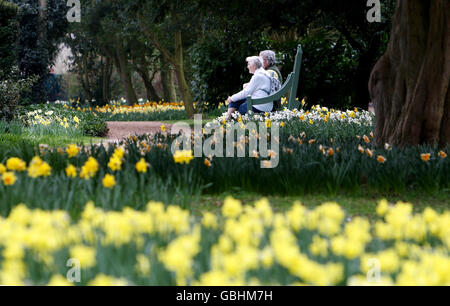 Visitors enjoy some of the 50 varieties of daffodils grown in the Throckmorton gardens at Coughton Court, near Alcester, Warwickshire today. Stock Photo