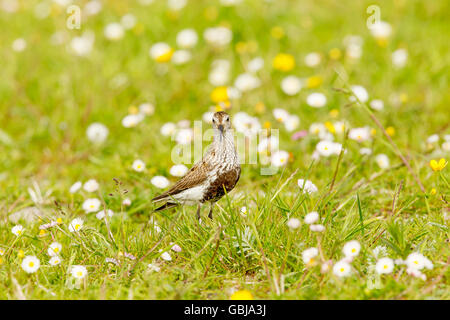 Dunlin on the Machair at Paible North Uist Stock Photo