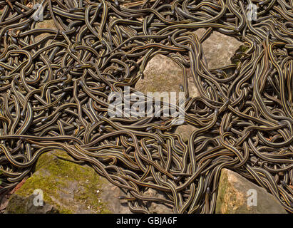 Red sided garter snake Thamnophis sirtalis parietalis mating in Narcisse, Manitoba, Canada. Stock Photo