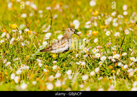 Dunlin on the Machair at Paible North Uist Stock Photo