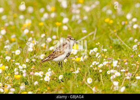 Dunlin on the Machair at Paible North Uist Stock Photo