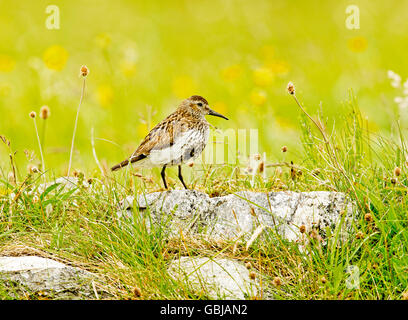 Dunlin on the Machair at Paible North Uist Stock Photo