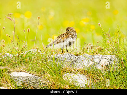 Dunlin on the Machair at Paible North Uist Stock Photo