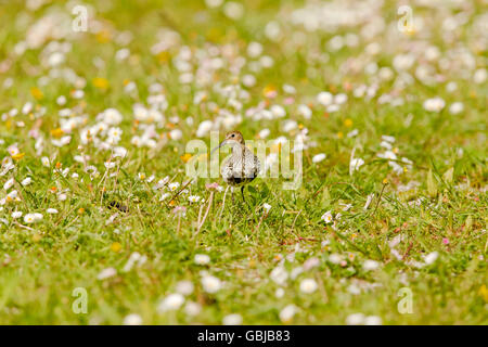 Dunlin on the Machair at Paible North Uist Stock Photo